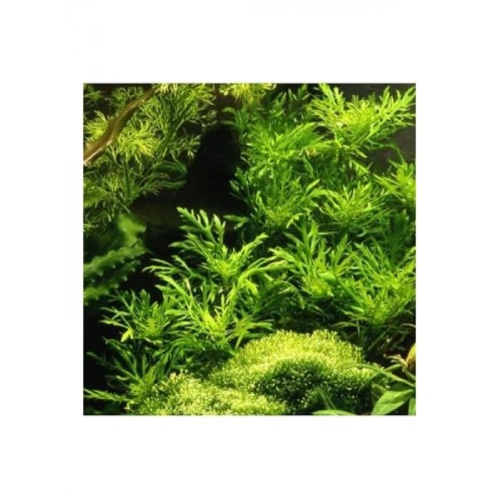 Canlı Hygrophila Difformis Bitkisi - 4-6 Kök