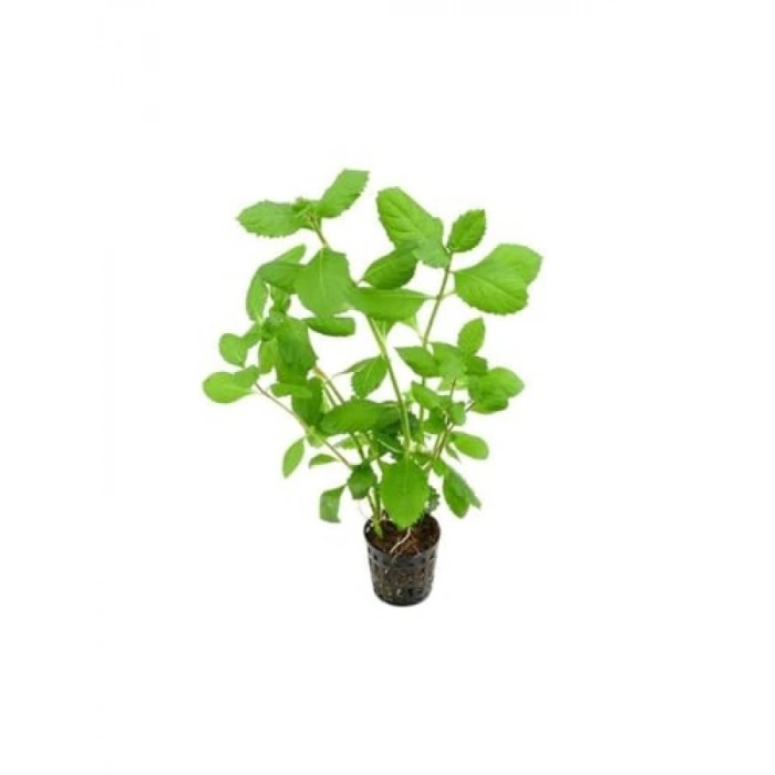 Canlı Hygrophila Difformis Bitkisi - 4-6 Kök