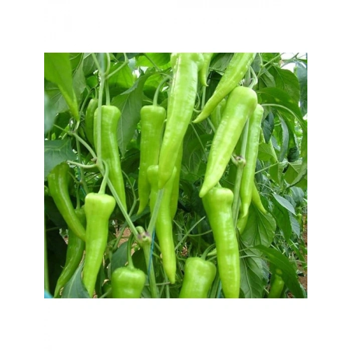 Çarleston Biber Tohumu - Kaliteli ve Verimli - 5 Gram