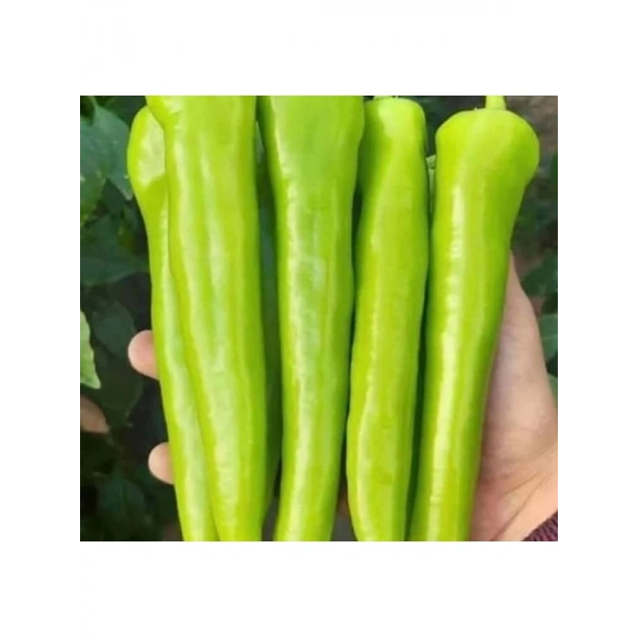 Çarleston Biber Tohumu - Kaliteli ve Verimli - 5 Gram