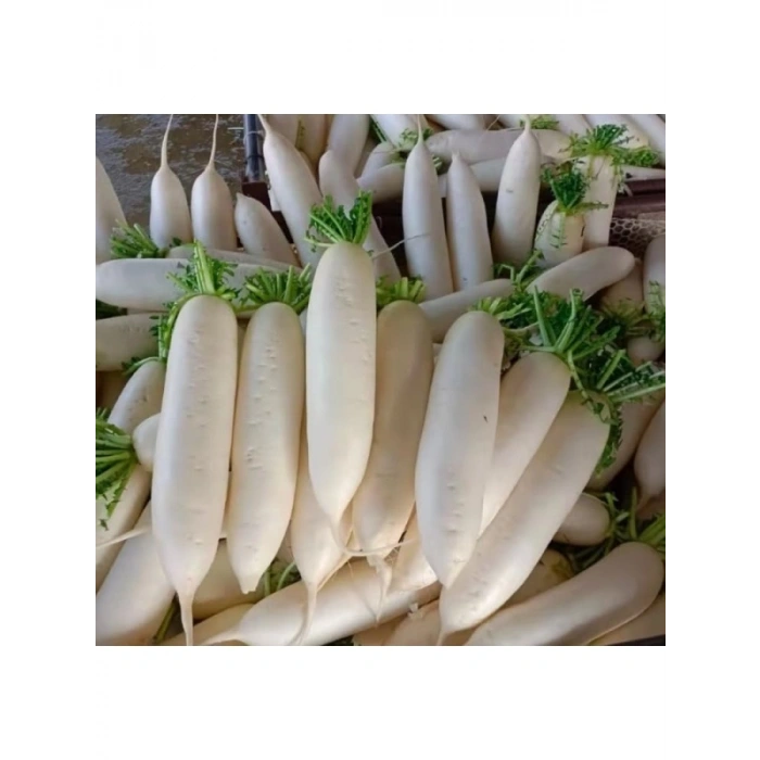 Çin Beyaz Turp Tohumu - 5 Gram