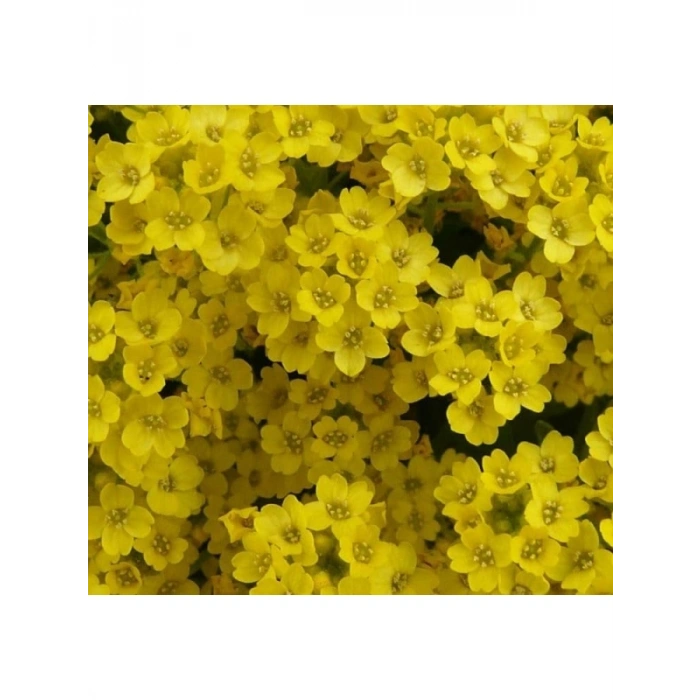 Çoklu ALYSSUM Tohum Seti - 250 Tohum - Sarı