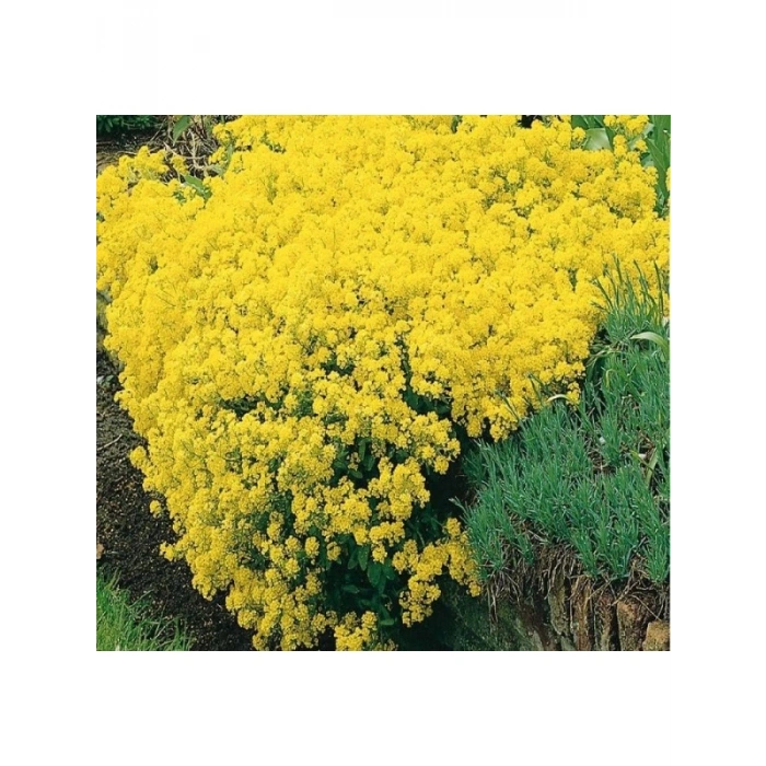 Çoklu ALYSSUM Tohum Seti - 250 Tohum - Sarı