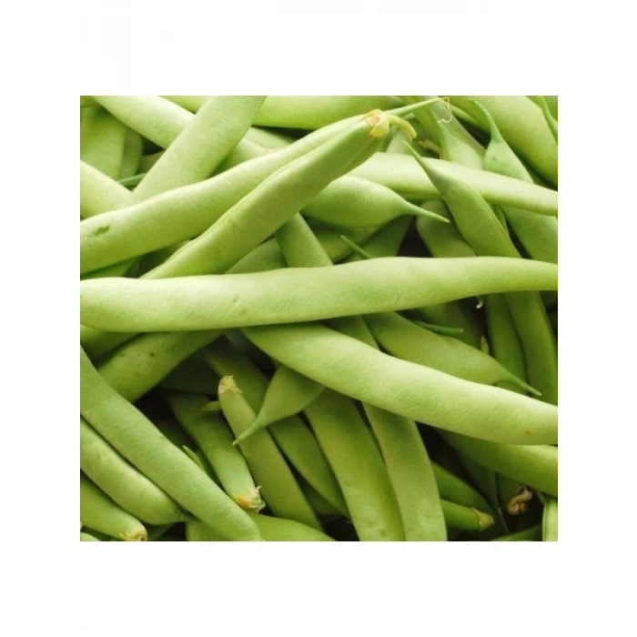 Çoklu Tohum Fasulye Teğmen Oturak - 25 Gram