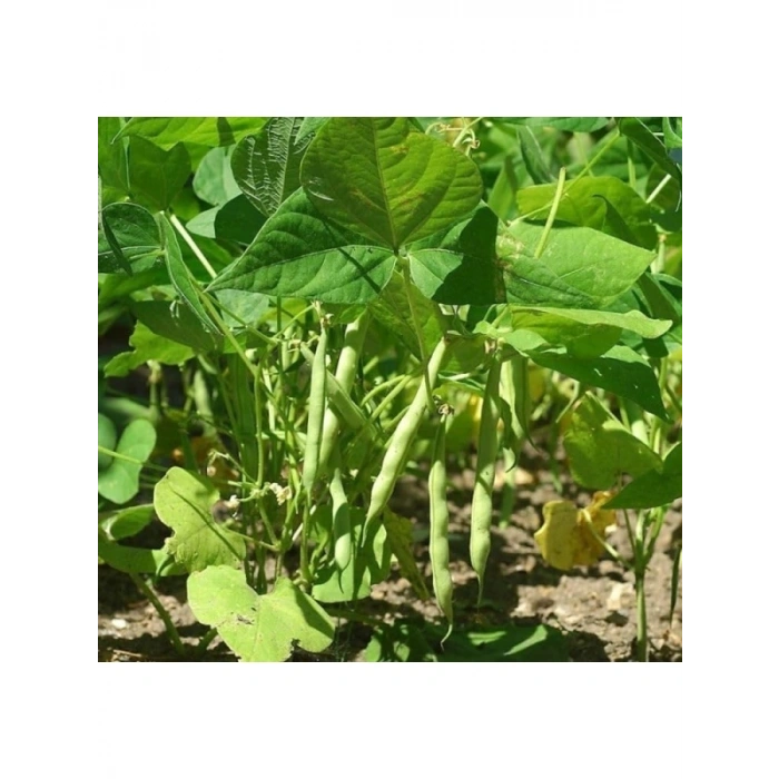 Çoklu Tohum Fasulye Teğmen Oturak - 25 Gram