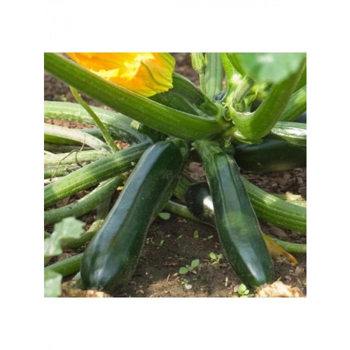 Çoklu Tohum Kara Kolsuz Kabak - 5 Gram