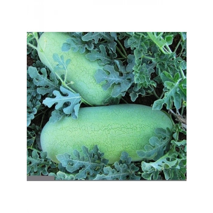 Çoklu Tohum Karpuz Chr.Beyaz - 5 Gram