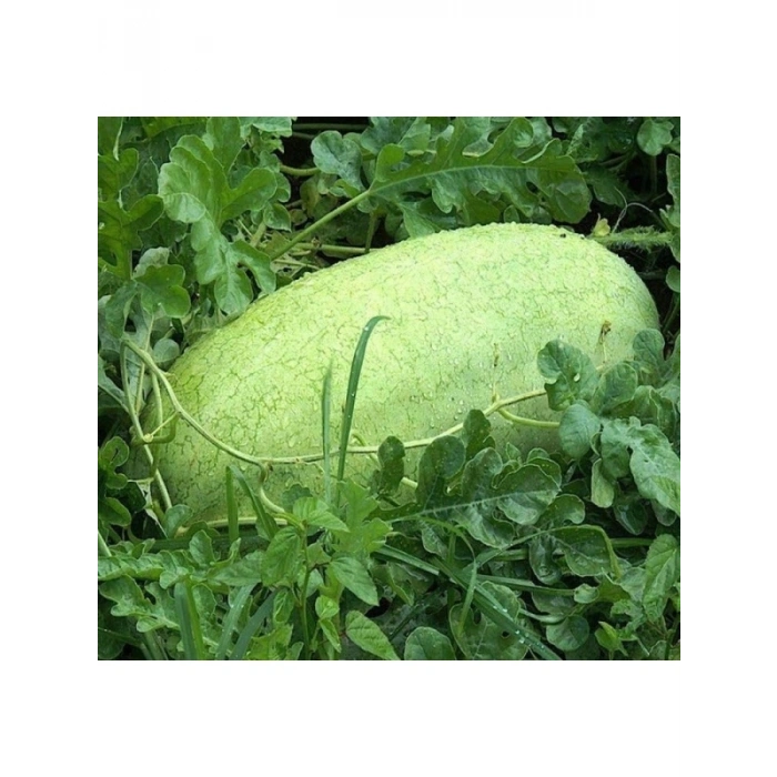 Çoklu Tohum Karpuz Chr.Beyaz - 5 Gram