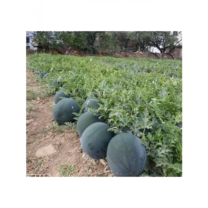 Çoklu Tohum Karpuza Hale Karası - 10 Gram