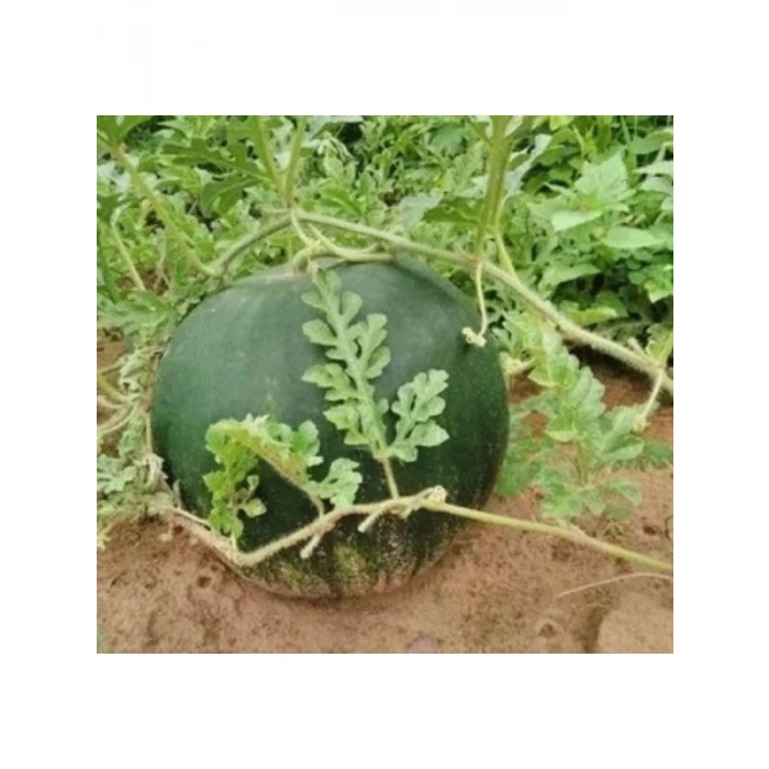 Çoklu Tohum Karpuza Hale Karası - 10 Gram