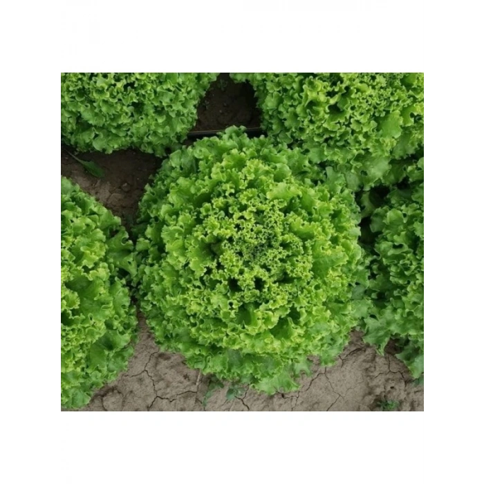 Çoklu Tohum Kıvırcık Marul - 5 Gram