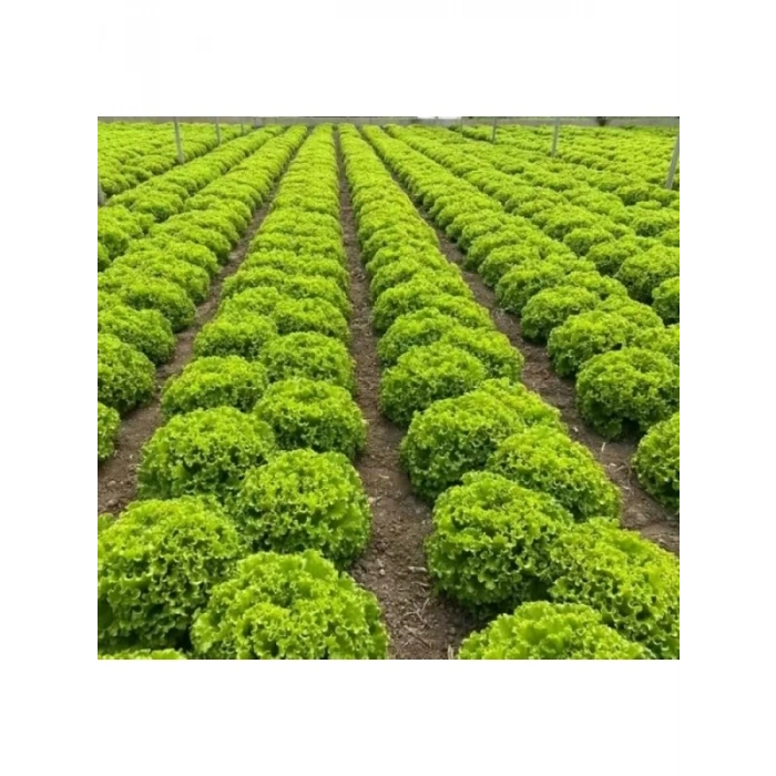 Çoklu Tohum Kıvırcık Marul - 5 Gram
