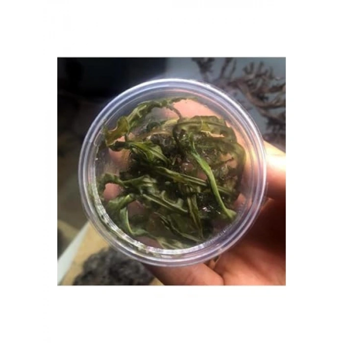 Cryptocoryne Crispatula İn Vitro Canlı Bitki - Akvaryum İçin Sağlıklı Seçim