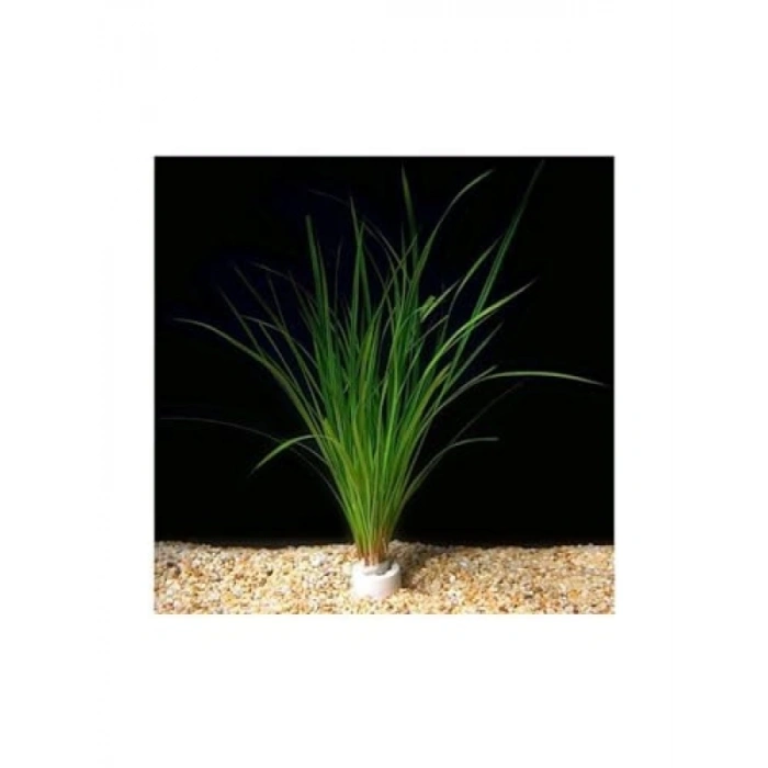 Cyperus Juncus Canlı Bitki Saksısı