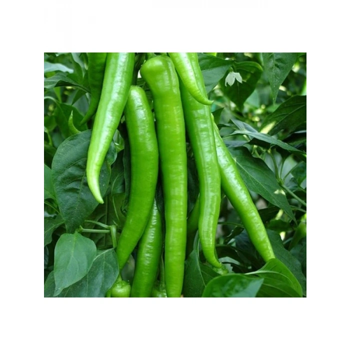 Demre Biber Tohumu - Verimli ve Lezzetli - 5 Gram