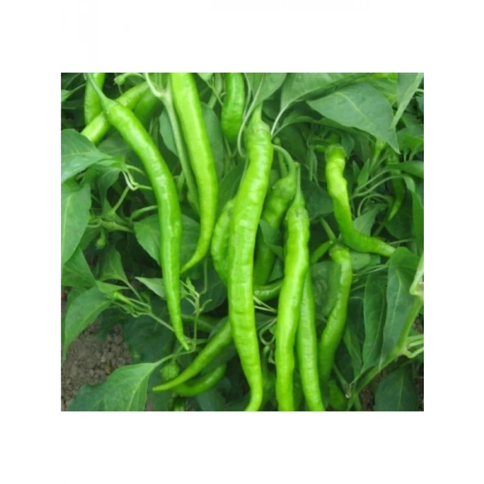 Demre Biber Tohumu - Verimli ve Lezzetli - 5 Gram