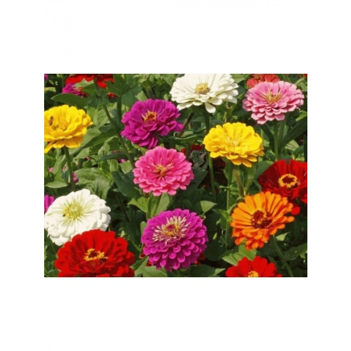 Dev Çiçekli Kirli Hanım Zinnia Tohumu - 20 Adet