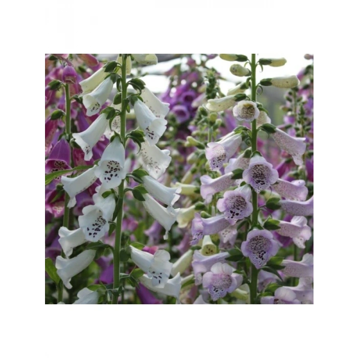 Digitalis Çiçeği Tohumu - Yüksek Kaliteli