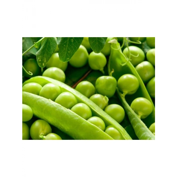 Doğal Bezelye Tohumu - Yüksek Kalite