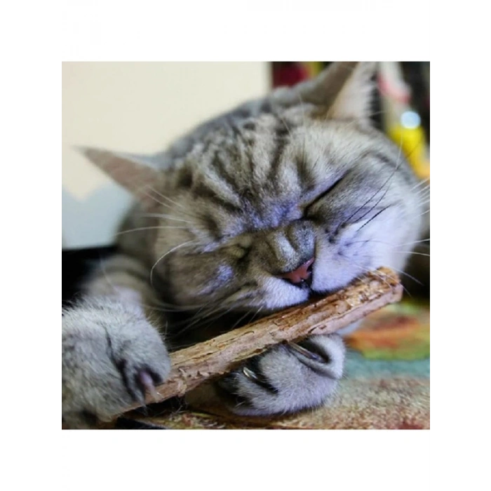 Doğal Matatabi Kedi Çiğneme Çubukları - 5 Adet, 15 mm Kalınlık
