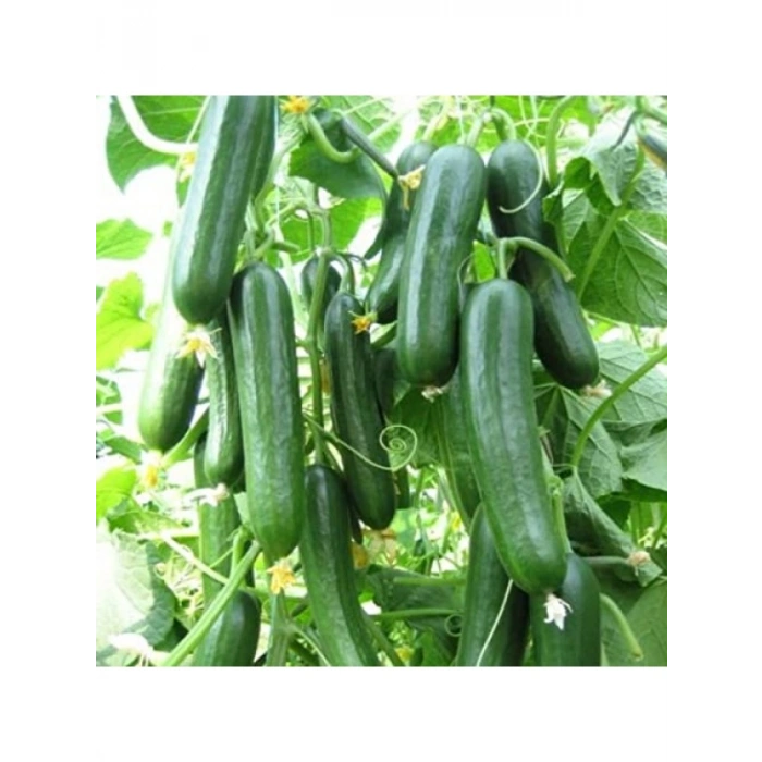 Doğal Salatalık Tohumu - 1 Paket