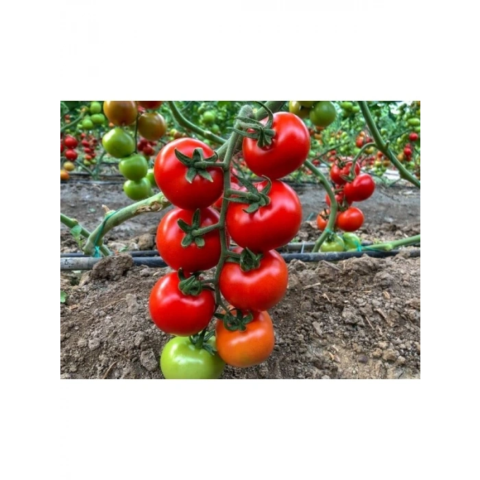 Doğal Salkım Köy Domatesi Tohumu - 10 Adet