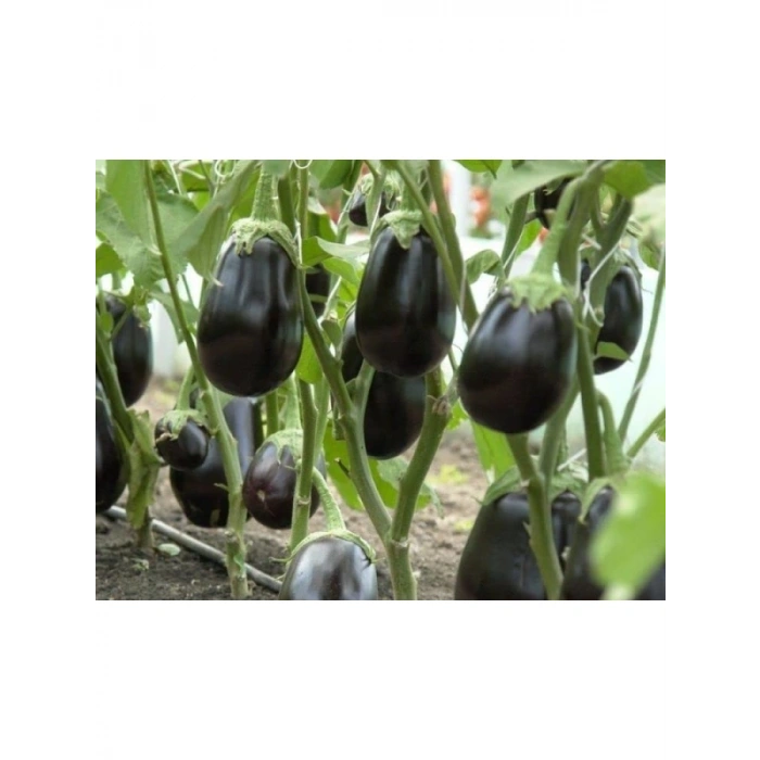 Doğal Topan Patlıcan Tohumu