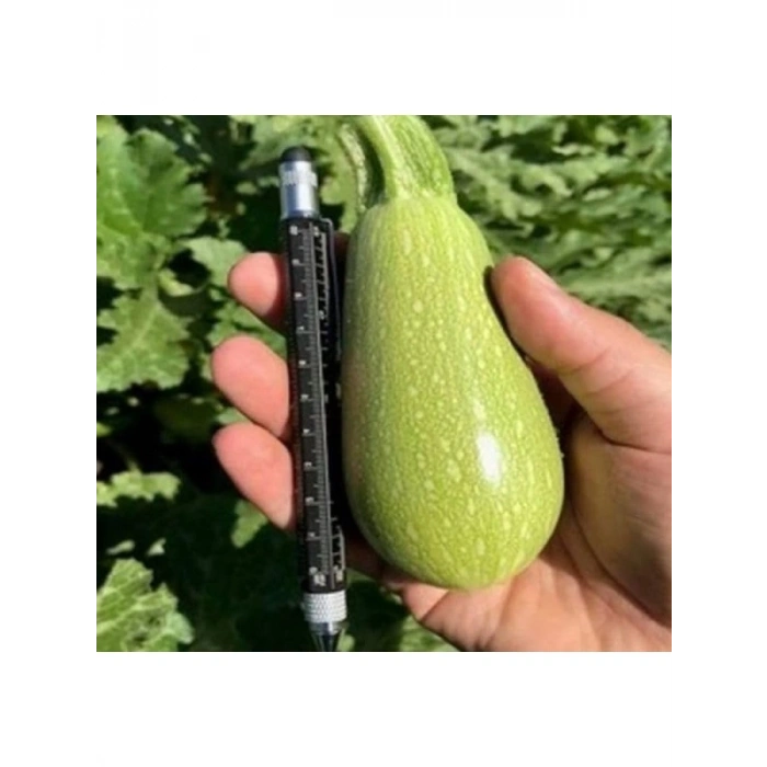 Dolmalık Kabak Tohumu - 10 Gram