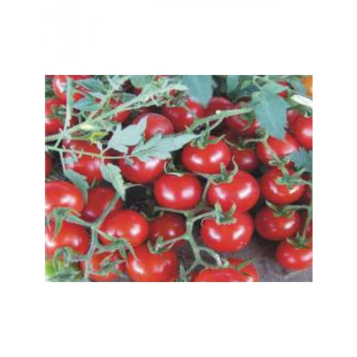 Domates Cherry Tohumu - 100 Adet