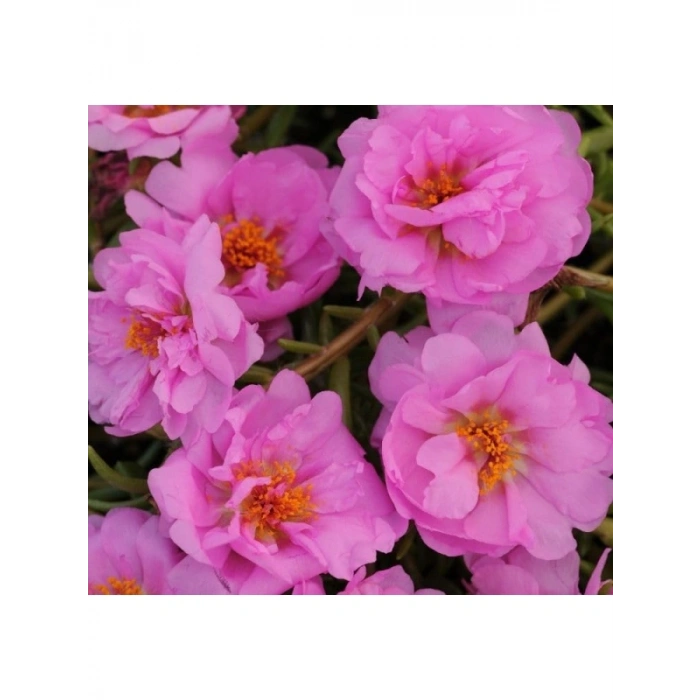 Duble Katlı Koyu Pembe İpek Çiçeği Tohumu (25 Tohum)