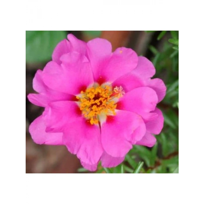 Duble Katlı Koyu Pembe İpek Çiçeği Tohumu (25 Tohum)