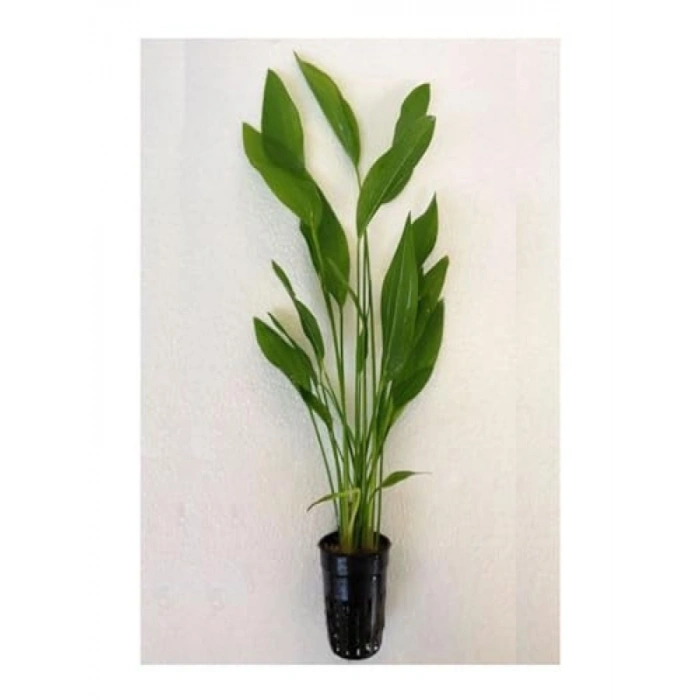 Echinodorus Argentinensis Saksı Canlı Bitki