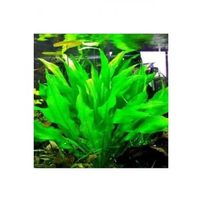 Echinodorus Bleheri Canlı Bitki - Akvaryum için Uygun