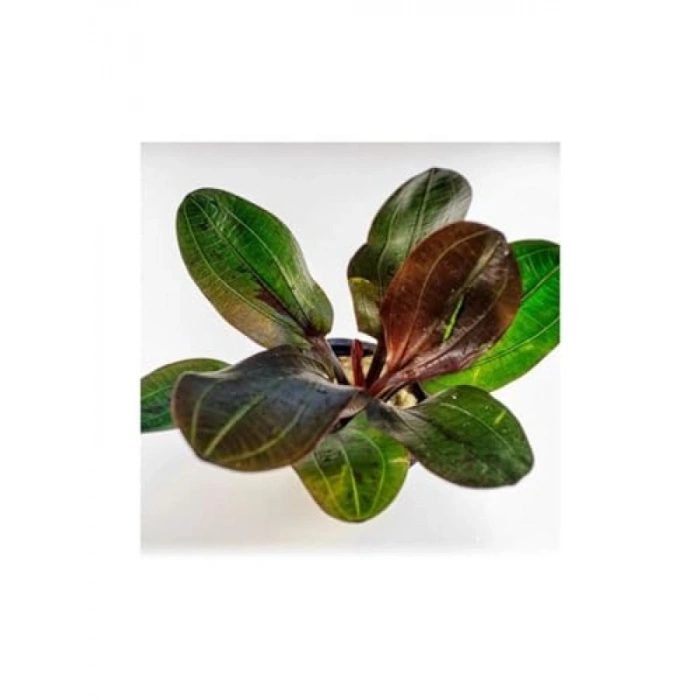 Echinodorus Hadi Red Pearl Saksı Canlı Bitki