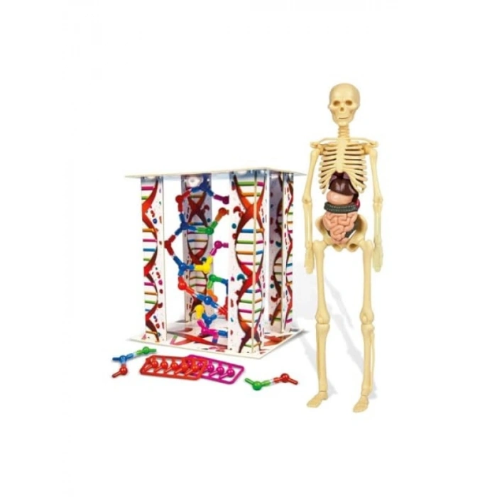Eğitici İnsan Anatomisi Seti