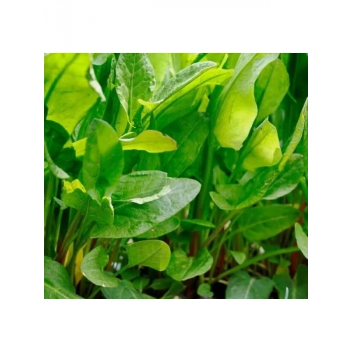 Ekşi Kuzukulağı Tohumu - 3 Gram