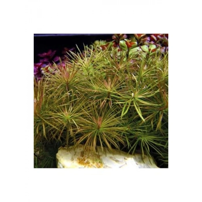 Eusteralis Stellata Saksı Canlı Bitki
