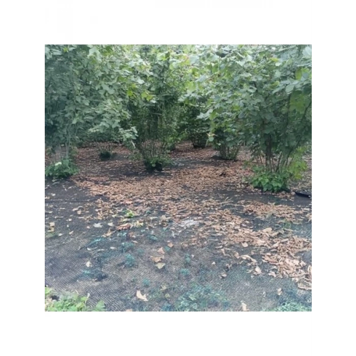 Fındık Toplama Filesi, %40 Kenar Düz, Yeşil, 4 m x 100 m