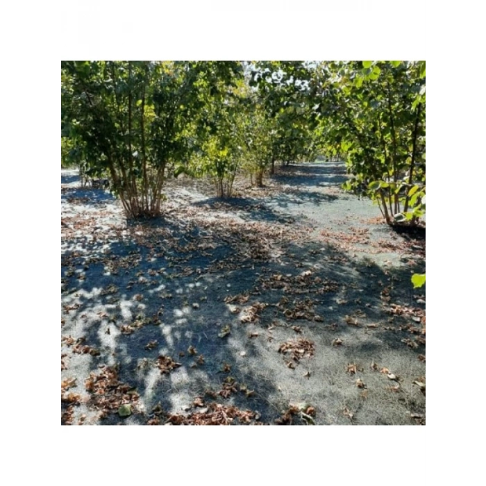 Fındık Toplama Filesi - Düz Yeşil, Dayanıklı Malzeme, 4 M x 1 M