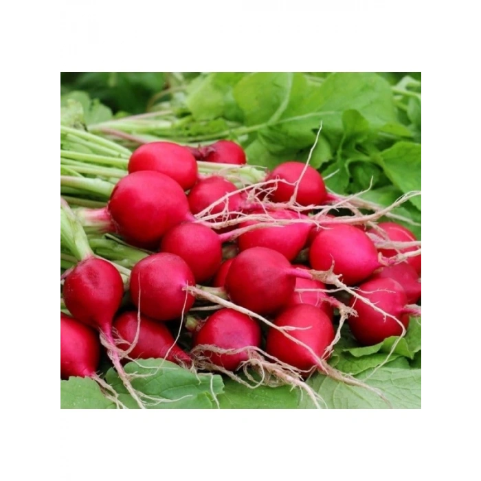 Fındık Turp Tohumu - 5 Gram
