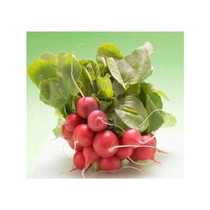 Fındık Turp Tohumu - 5 Gram