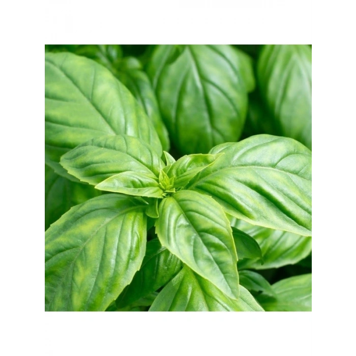 Geniş Yapraklı Fesleğen Tohumu - Aromatik ve Lezzetli