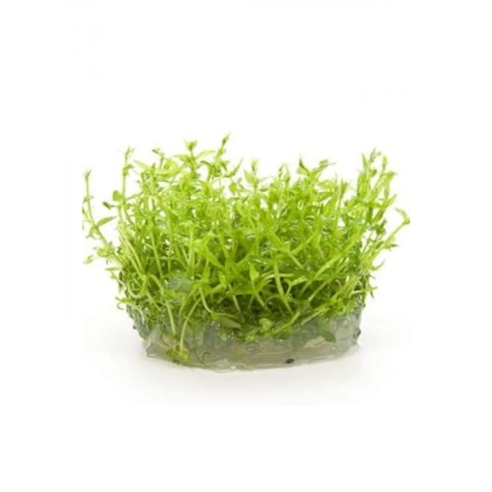 Gratiola Viscidula In Vitro Cup Canlı Bitki