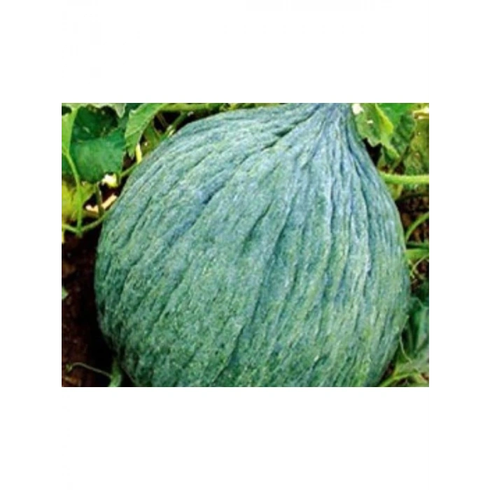 Hasanbey Kavun Tohumu - 10 gr