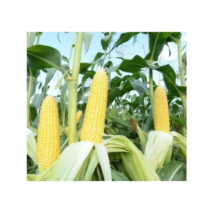 Haşlamalık Doğal Tatlı Mısır Tohumu - 1 Paket