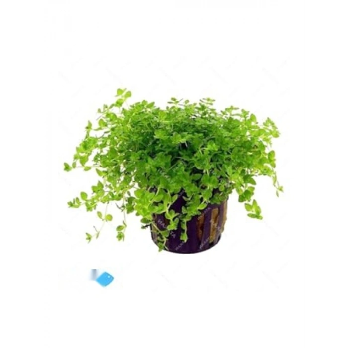 Hemianthus Callitrichoides Cuba Canlı Saksı Bitkisi