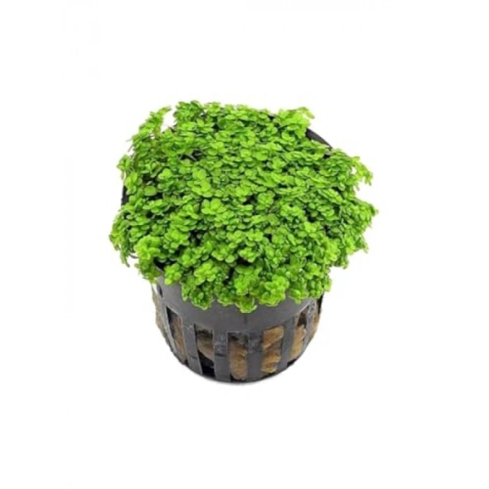 Hemianthus Callitrichoides Cuba Canlı Saksı Bitkisi