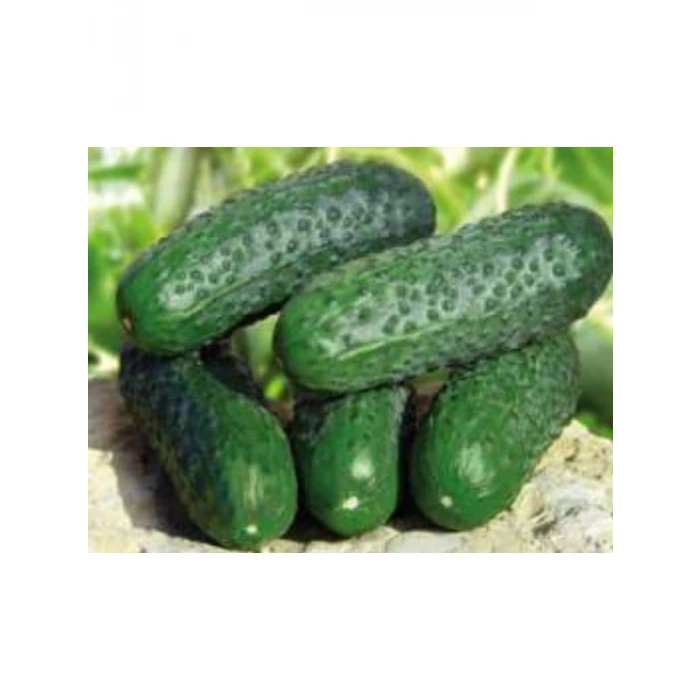 Hıyar Kornişon Tohumu - 10 gr