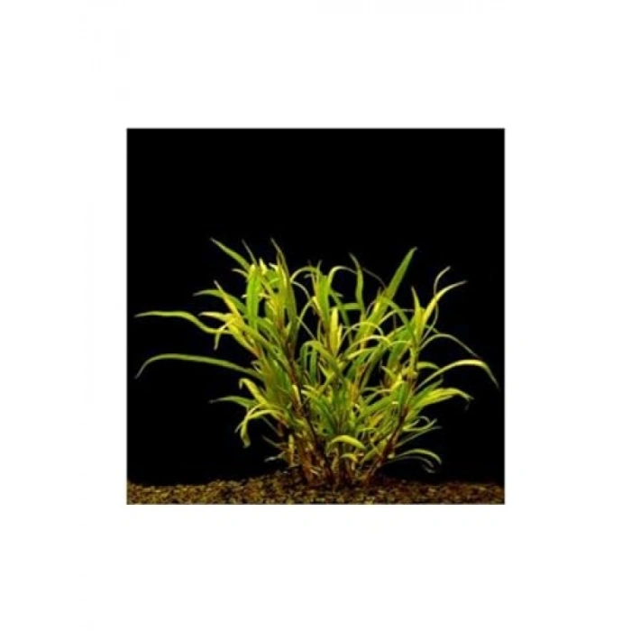 Hygrophila Lacustris Saksı Canlı Bitki
