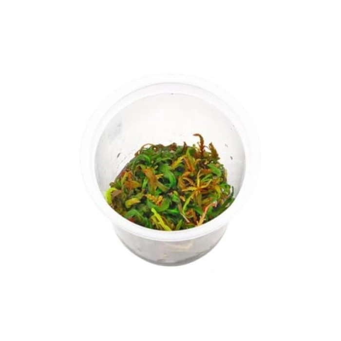 Hygrophila Pinnatifida In Vitro Canlı Bitki